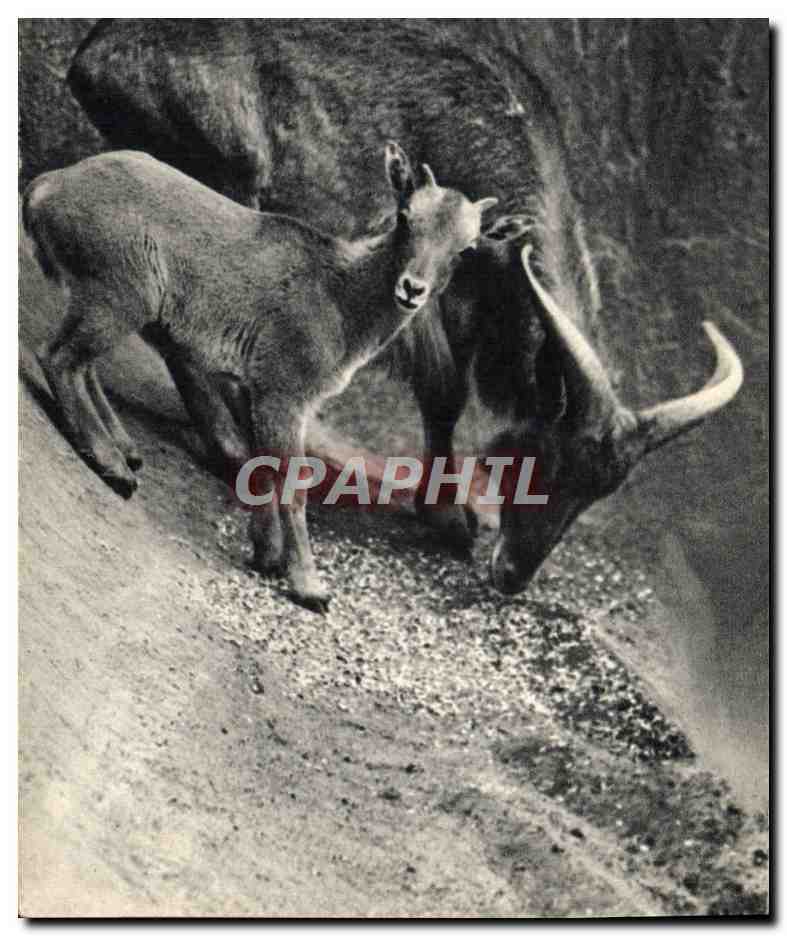 Un Mouflon à manchettes et son petit — Afrique du Nord — COMITÉ NATIONAL DE L'ENFANCE, Paris