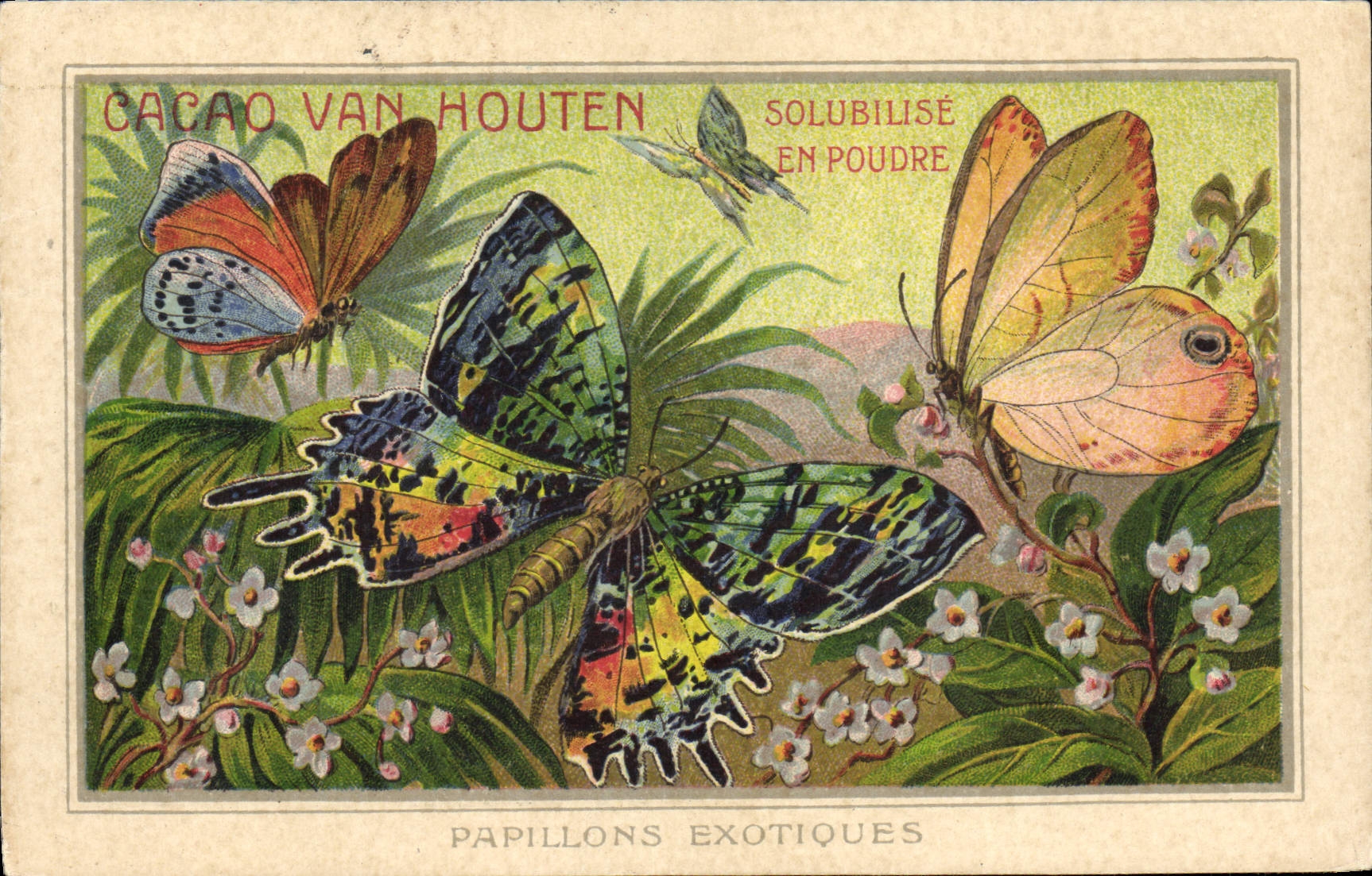 CPA Fantaisie Papillons exotiques Cacao Van Houten