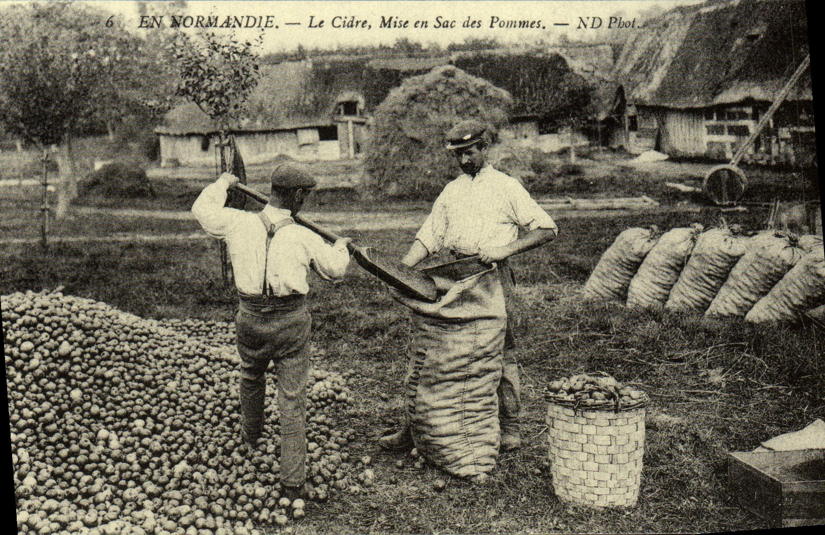 REPRO En Normandie Le Cidre Mise En Sac Des Pommes