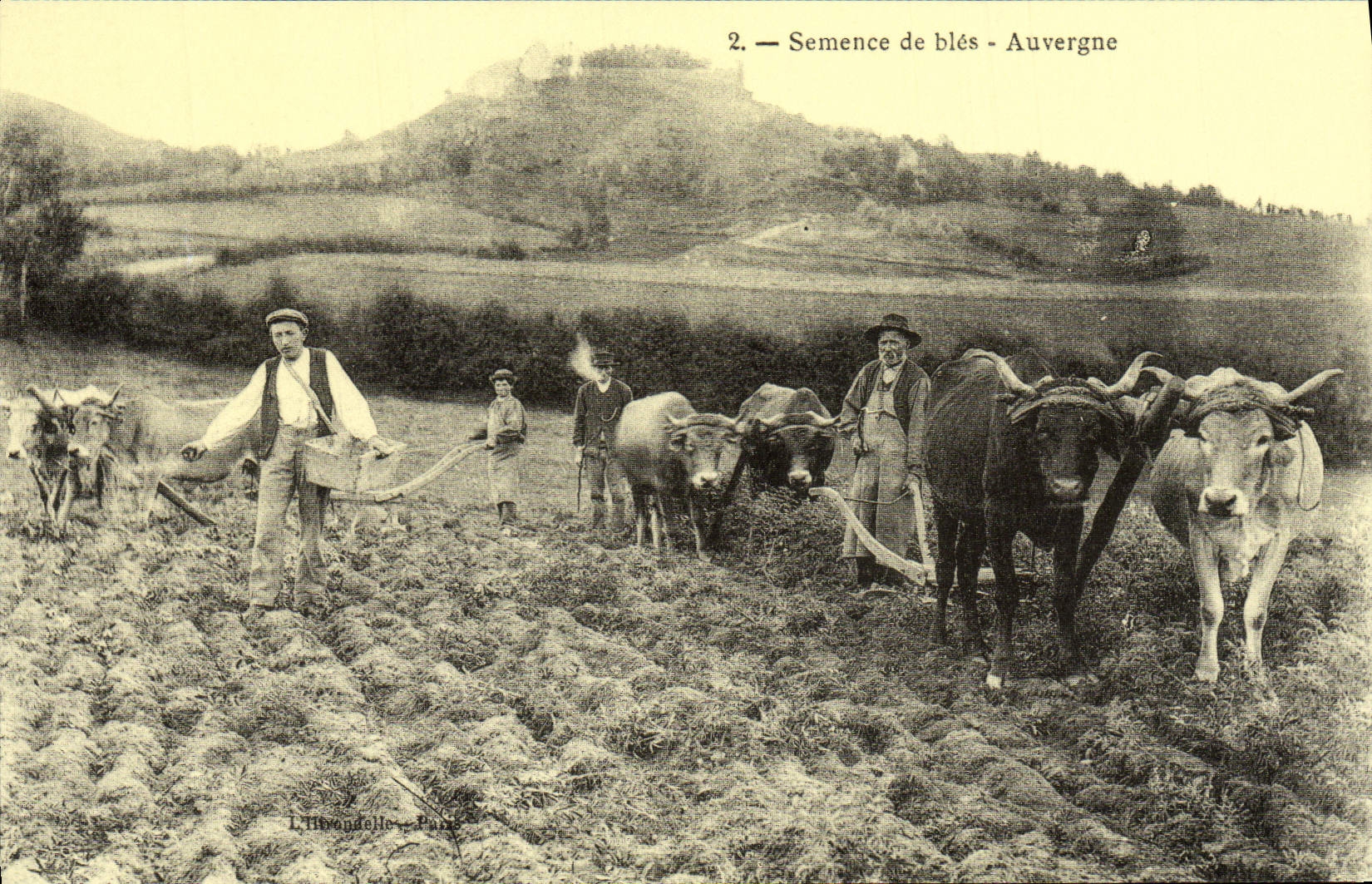 REPRO Semence De Bles Auvergne Attelage Boeufs