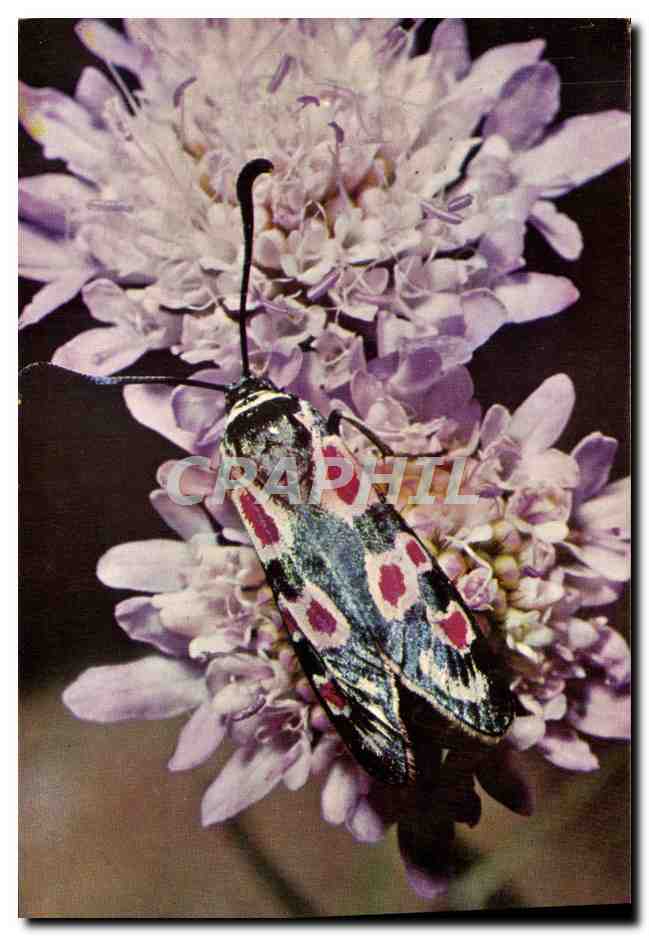 CPM Zygaena Occitanica Famille des Zygaenidae Yves Lanceau Insecte