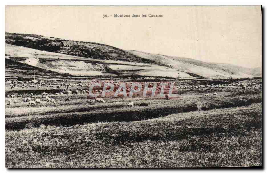 CPA Moutons dans les Causses