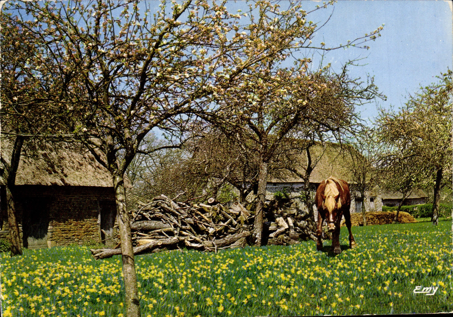 CPM La Normandie Pittoresque Le pre fleuri Cheval