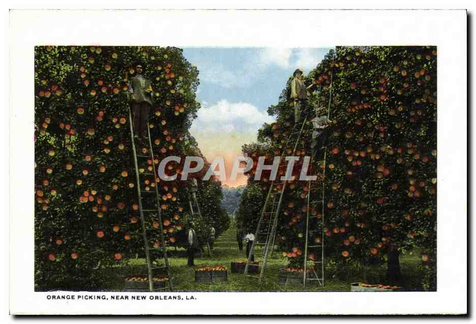 CPA Orange Picking New New Orleans La The Elk's mausoleum Greenwood Cemetery