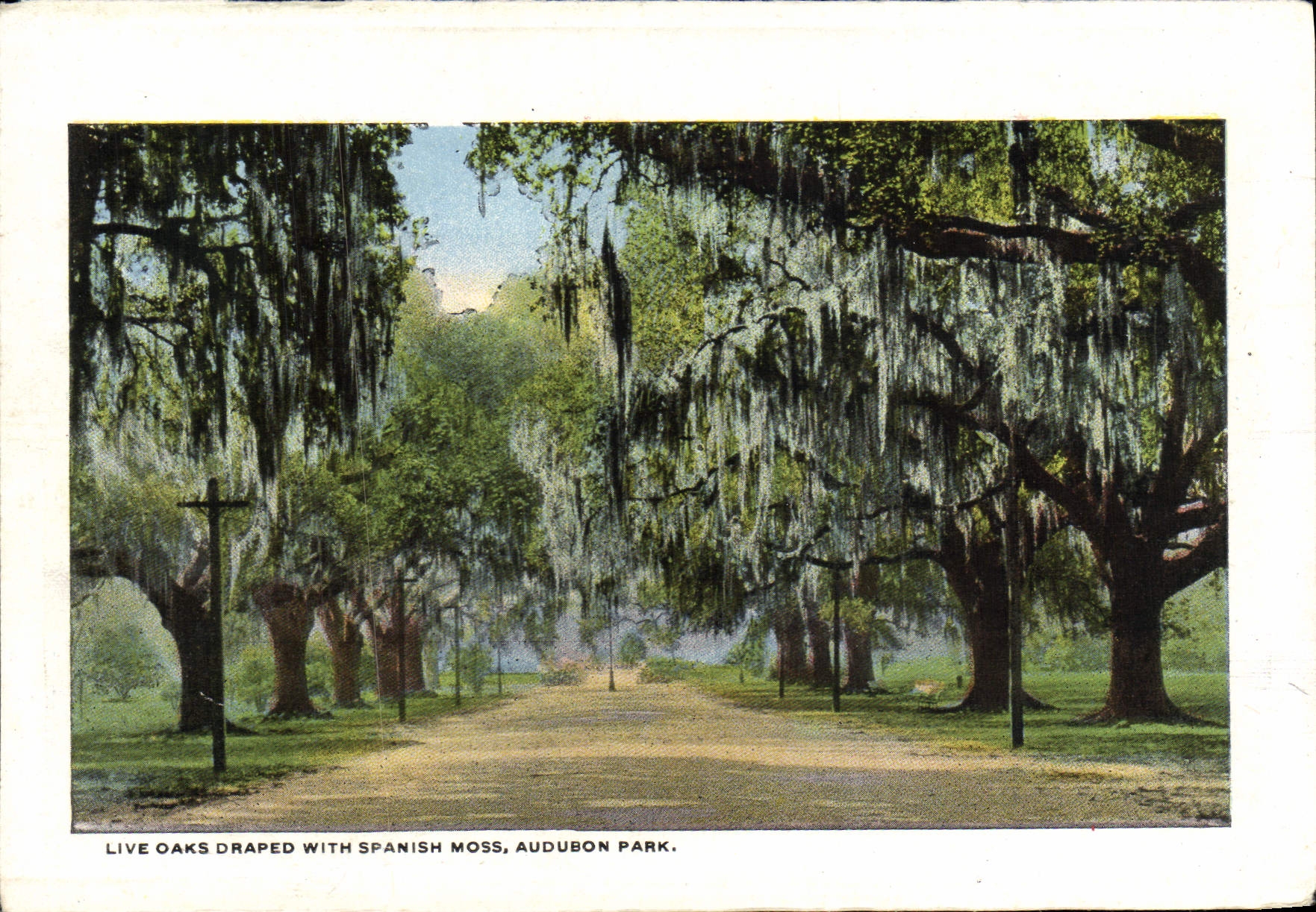 CPA Live Oaks Draped With Spanish Moss Audubon Park Tropical Palm Entrance to Metairie Cemetery
