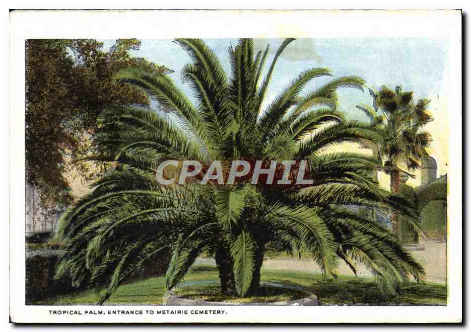 CPA Live Oaks Draped With Spanish Moss Audubon Park Tropical Palm Entrance to Metairie Cemetery — Rückseite