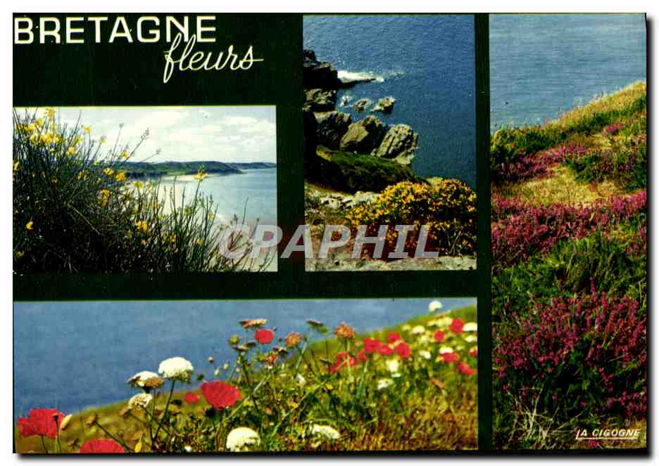 CPM Bretagne Fleurs
