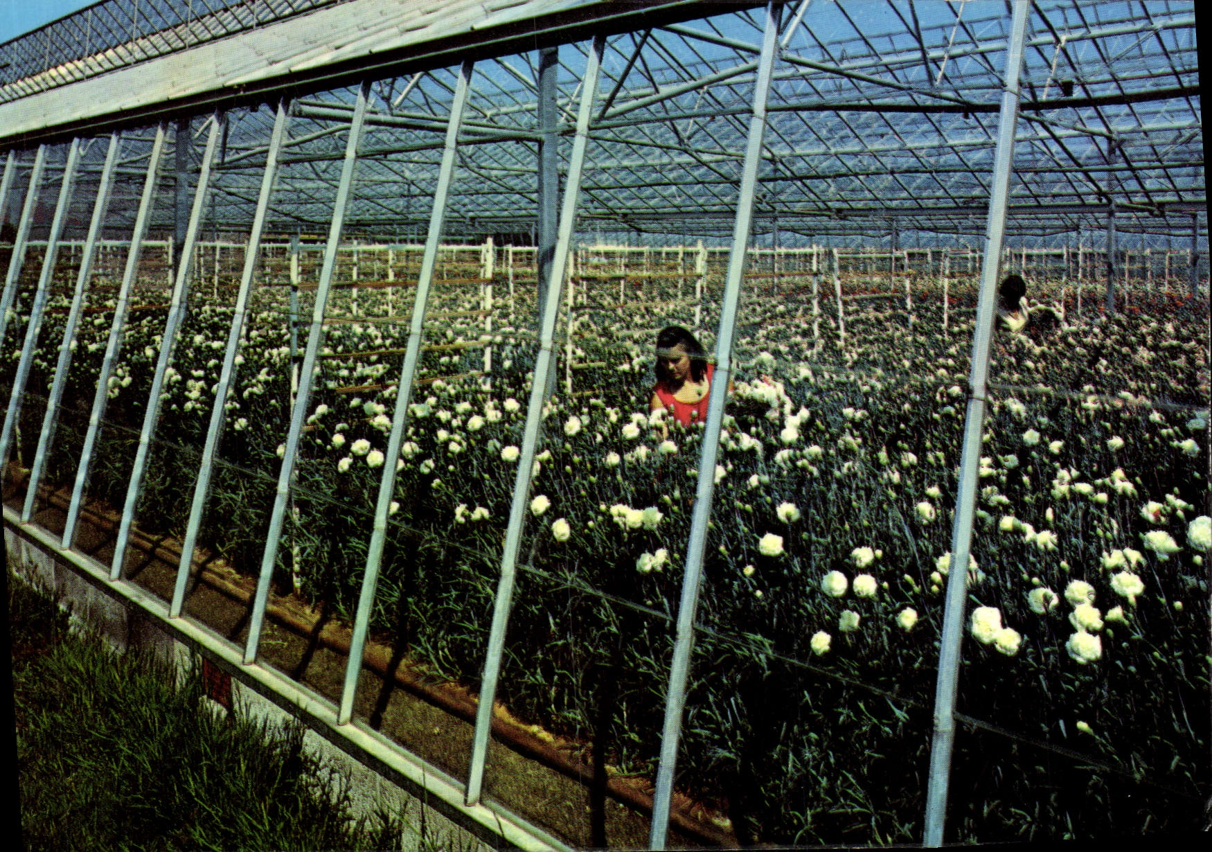 CPM One of the Greenhouses Haute Tombette Flower farm St Mary Jersey