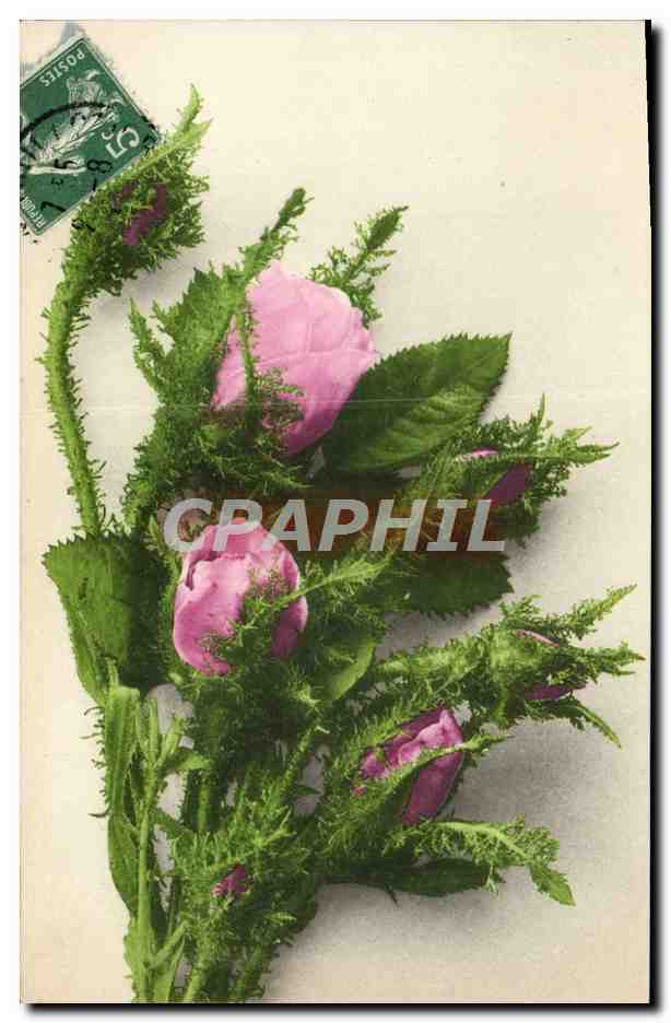 CPA Fantaisie Fleurs 