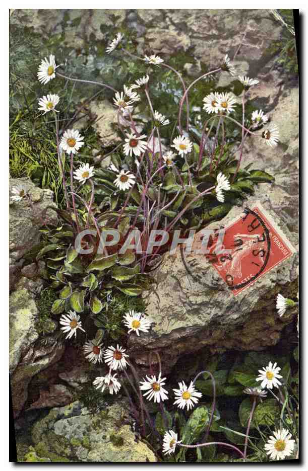 CPA Fantaisie Fleurs 
