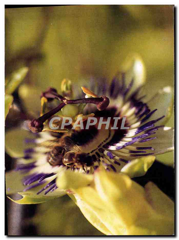 CPM Fantaisie Fleurs Les abeilles de la passion Abeille