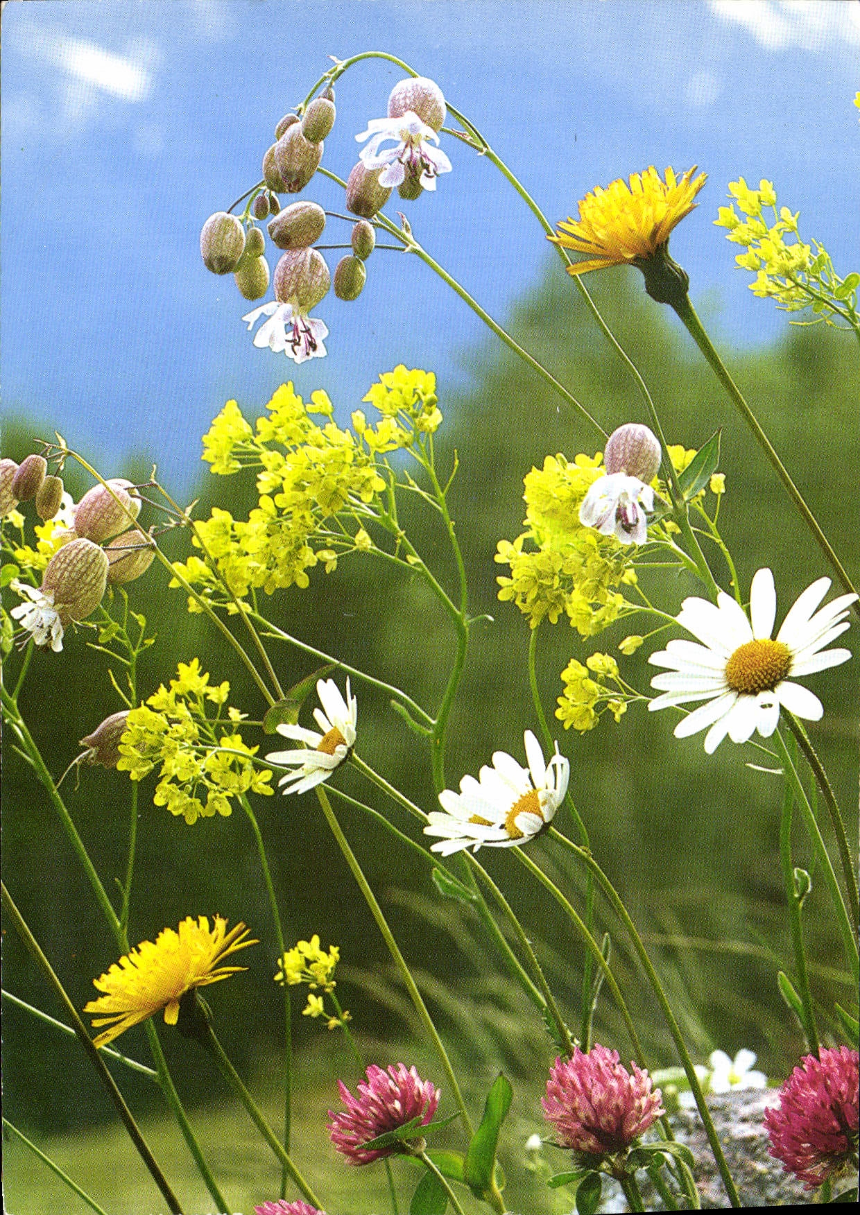 CPM Fantaisie Fleurs 