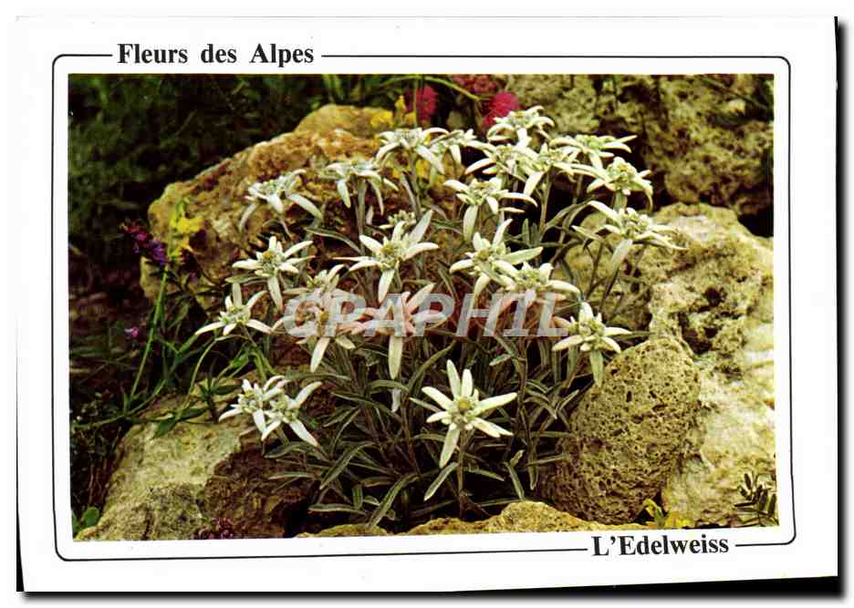 CPM Fantaisie Fleurs Edelweiss Fleurs des Alpes
