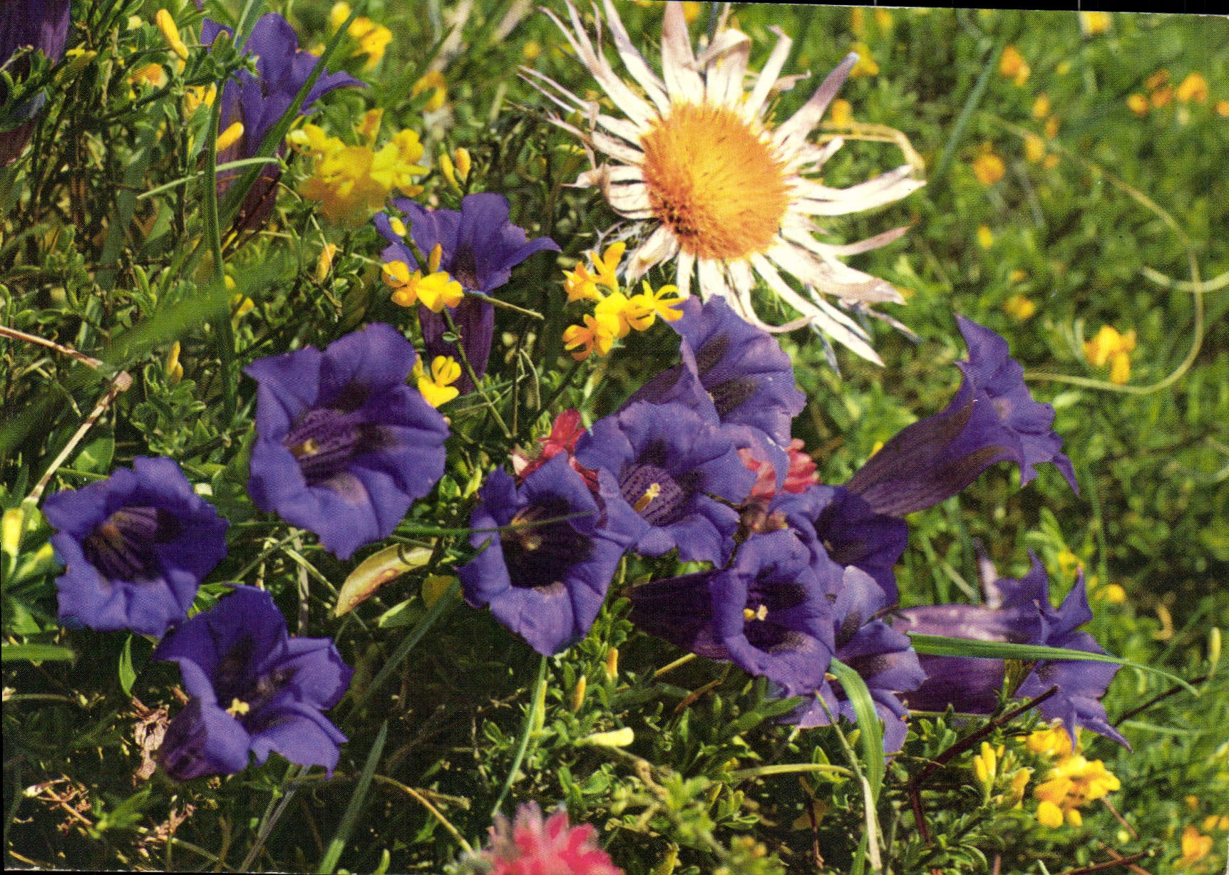 CPM Fantaisie Fleurs Coin des Gentianes
