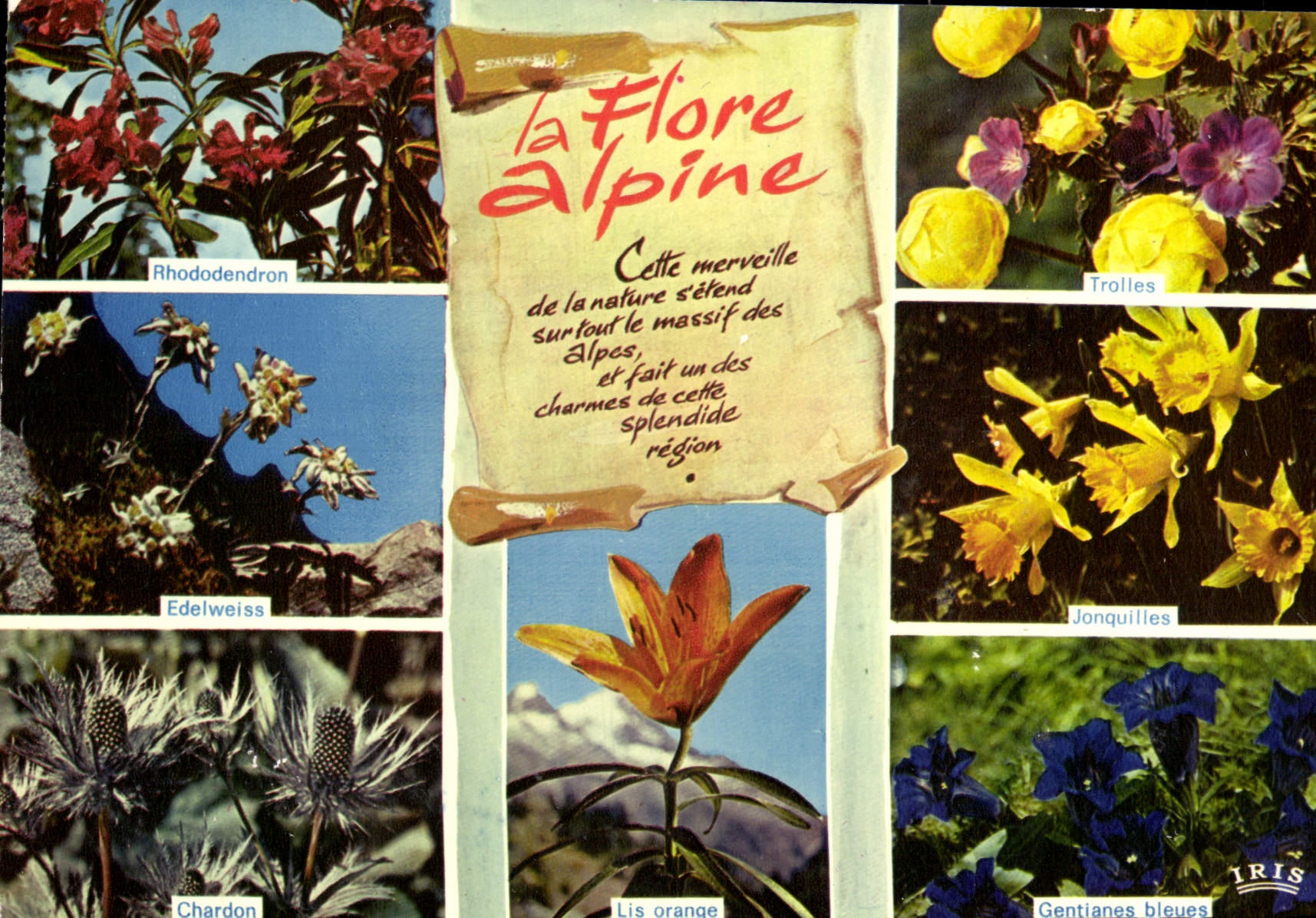 CPM Fantaisie Fleurs Rhododendron Edelweiss Chardon Trolles Jonquilles Gentianes