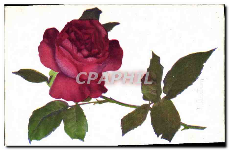 CPA Fantaisie Fleurs 