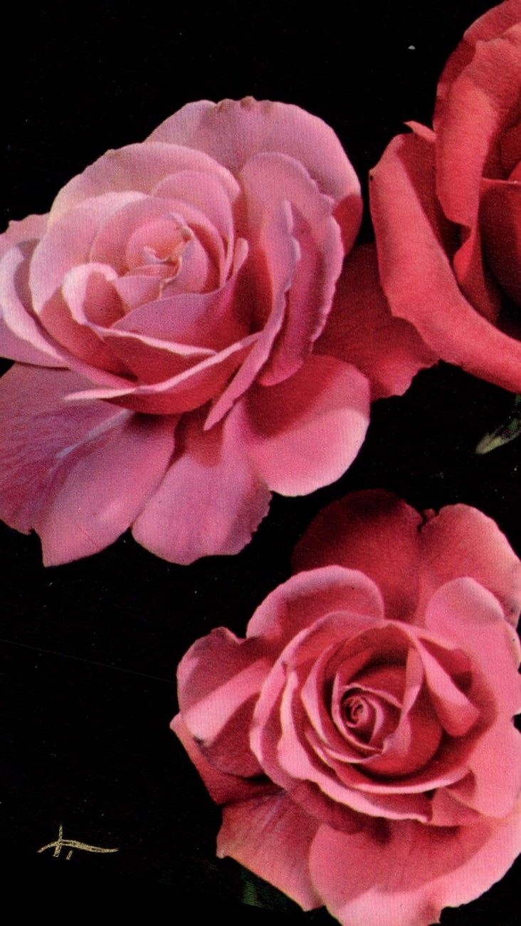 CPA Fantaisie Fleurs 