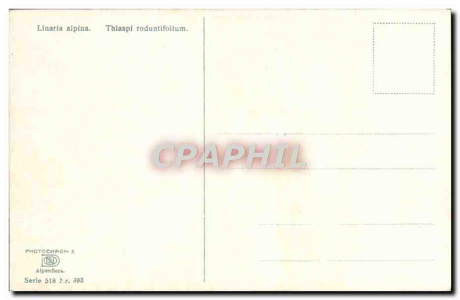 CPA Fantaisie Fleurs  — Verso