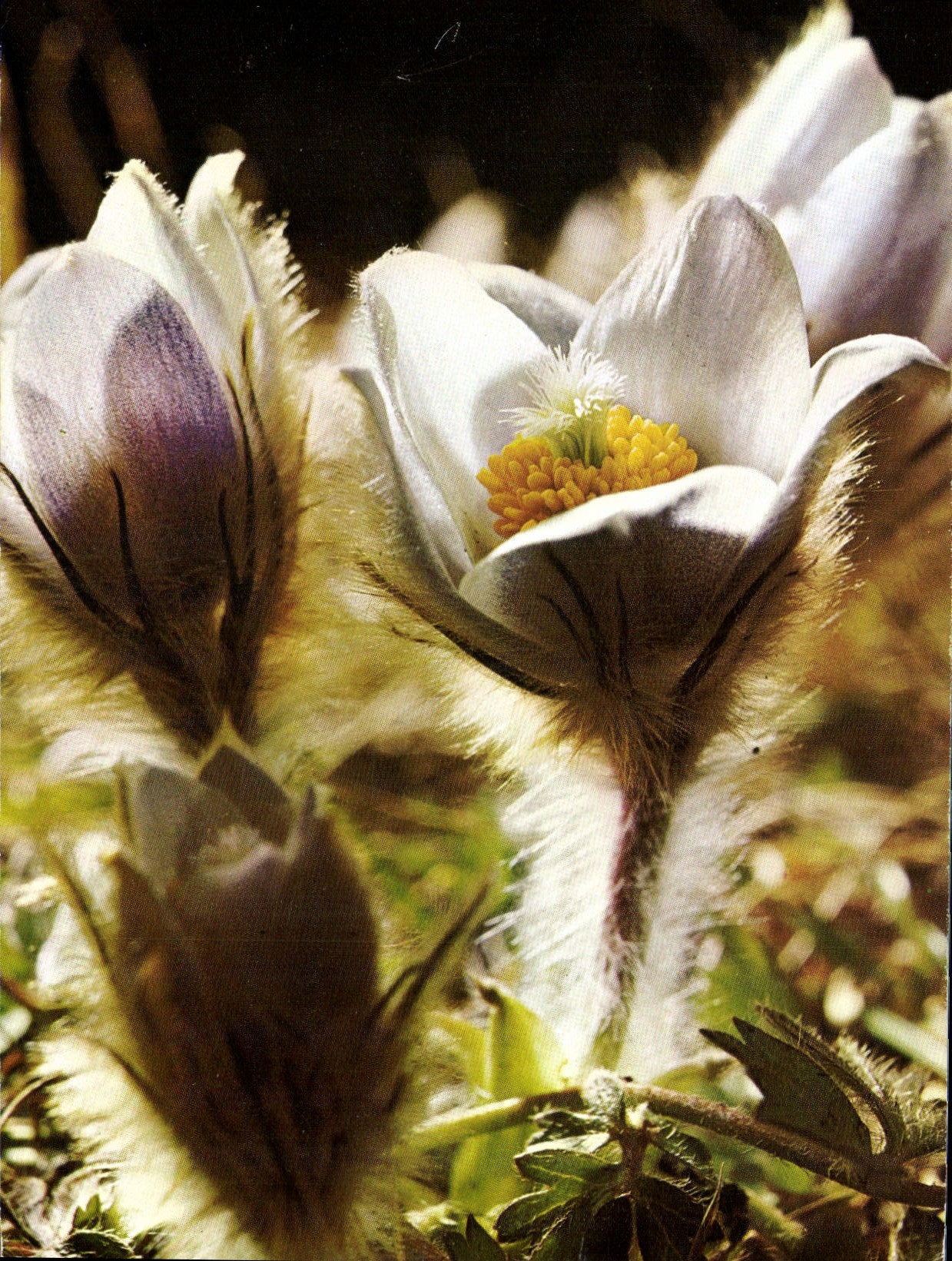 CPM Fantaisie Fleurs Anemone vernalis 