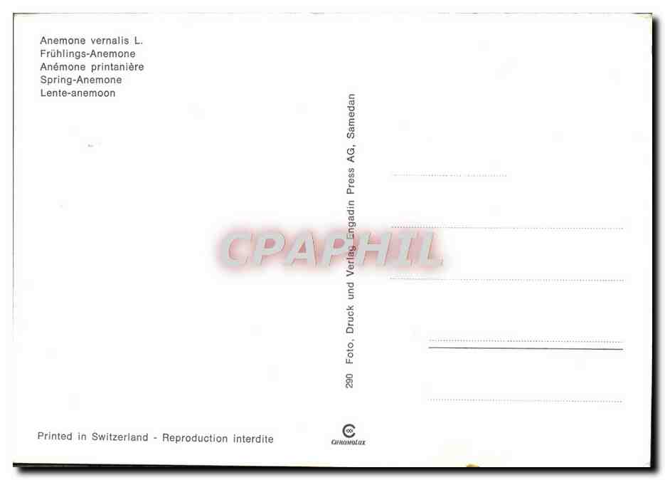 CPM Fantaisie Fleurs Anemone vernalis  — Verso