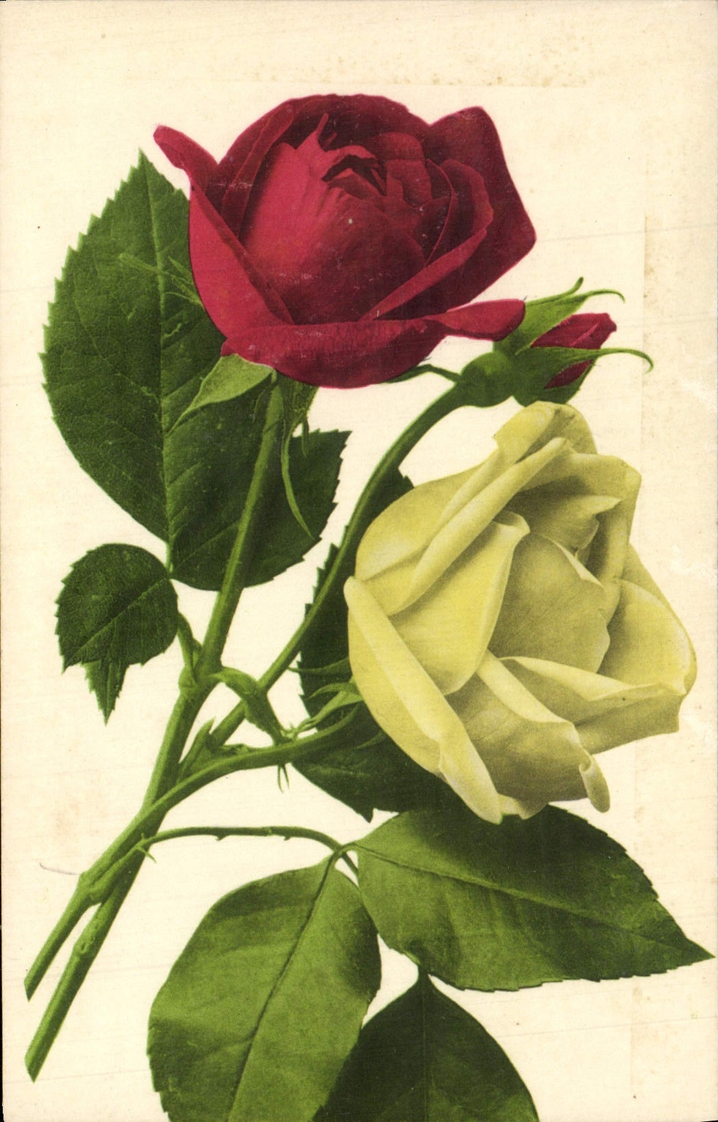 CPA Fantaisie Fleurs 
