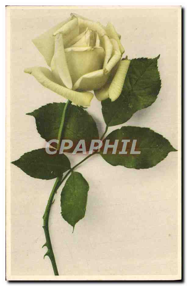 CPA Fantaisie Fleurs 