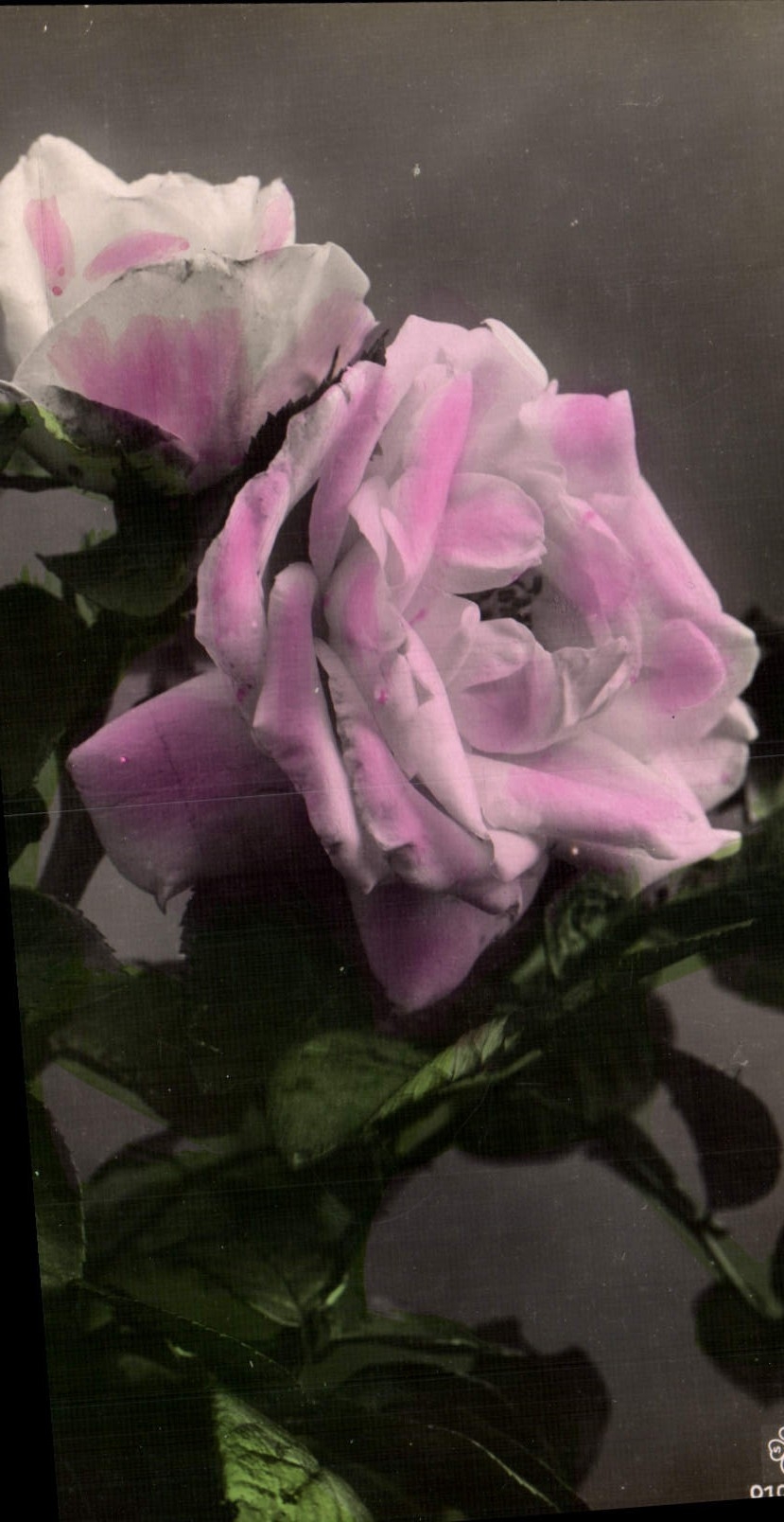 CPA Fantaisie Fleurs 
