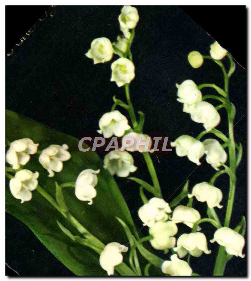 CPM Fantaisie Fleurs Muguet