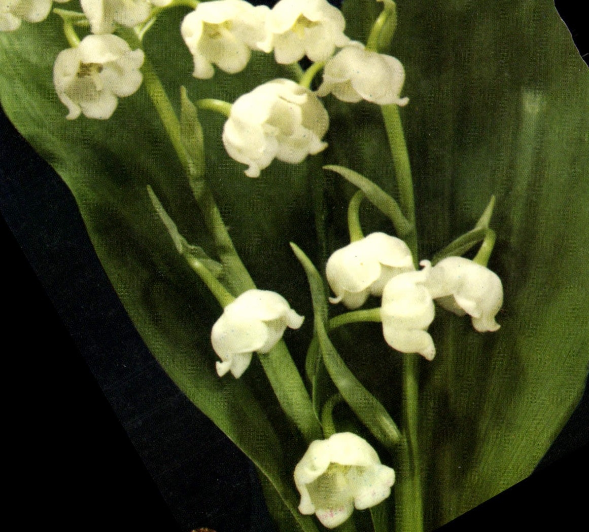 CPM Fantaisie Fleurs Muguet