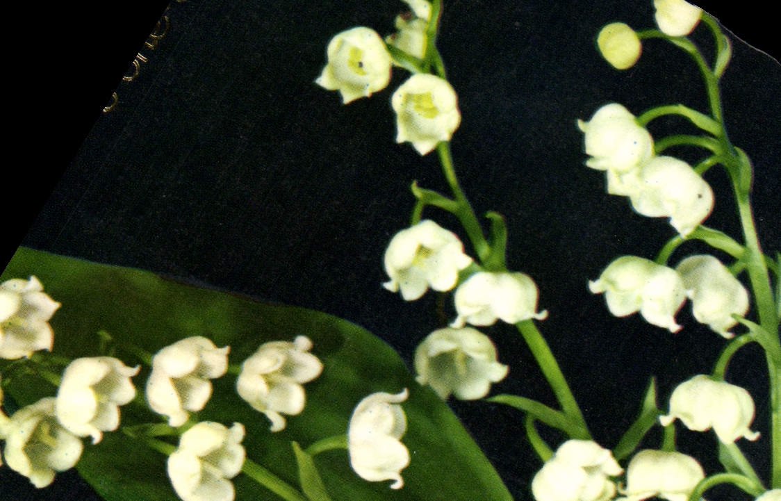 CPM Fantaisie Fleurs Muguet