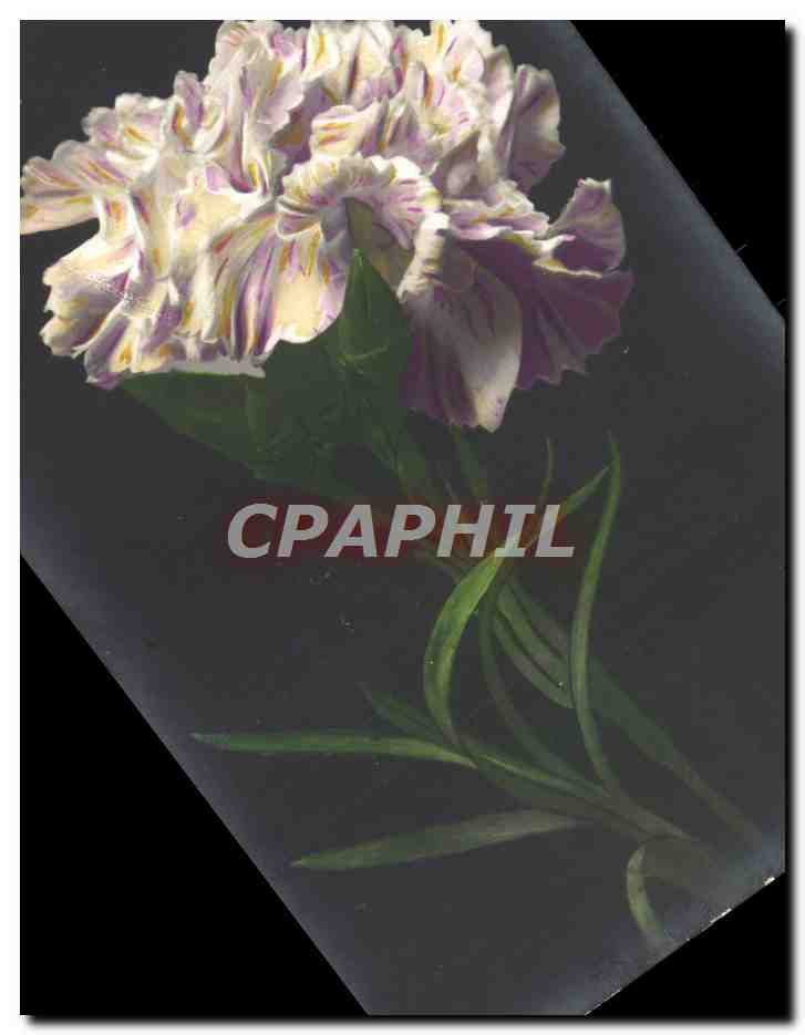 CPA Fantaisie Fleurs 