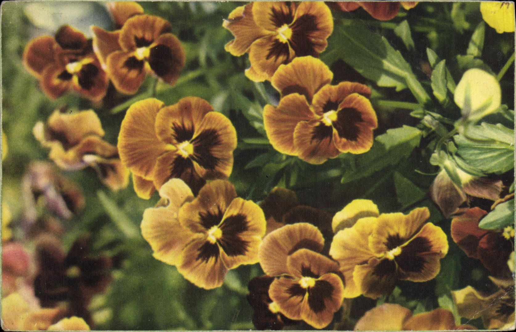 CPA Fantaisie Fleurs 