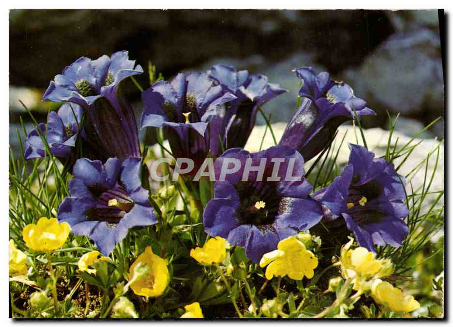 CPM Fantaisie Fleurs Gentiane a tige courte
