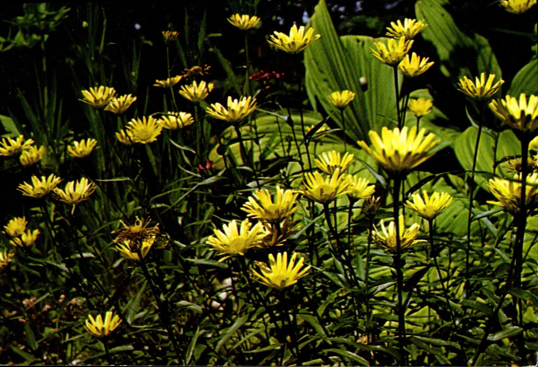 CPM Fantaisie Fleurs Aster des Alpes Aster alpinus