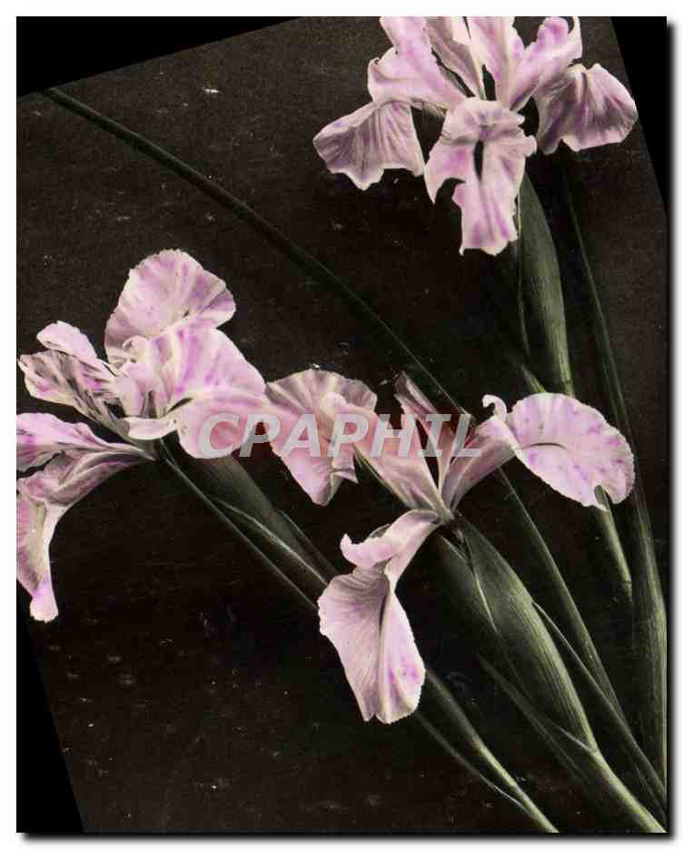 CPA Fantaisie Fleurs 