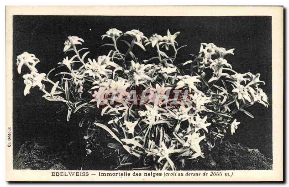 CPA Fantaisie Fleurs Edelweiss Immortelle des neiges