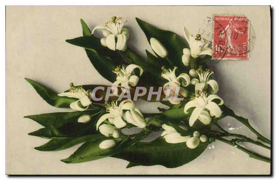 CPA Fantaisie Fleurs 