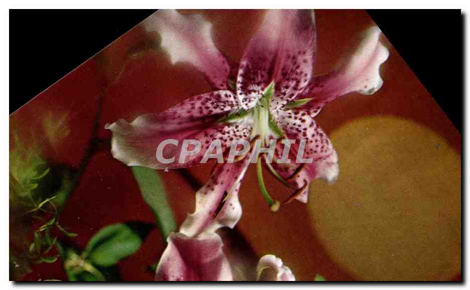 CPM Fantaisie Fleurs 