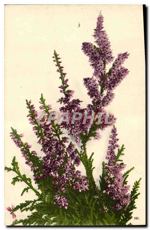 CPA Fantaisie Fleurs 