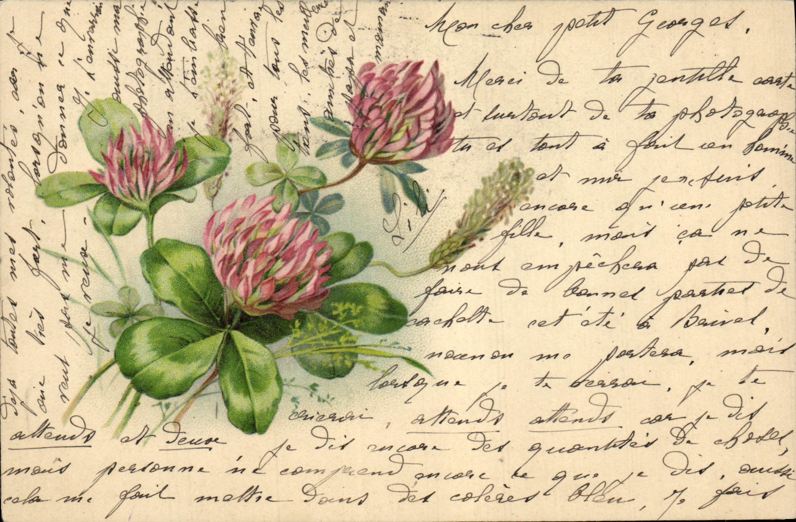 Fleurs de trèfle — illustration — éditeur inconnu