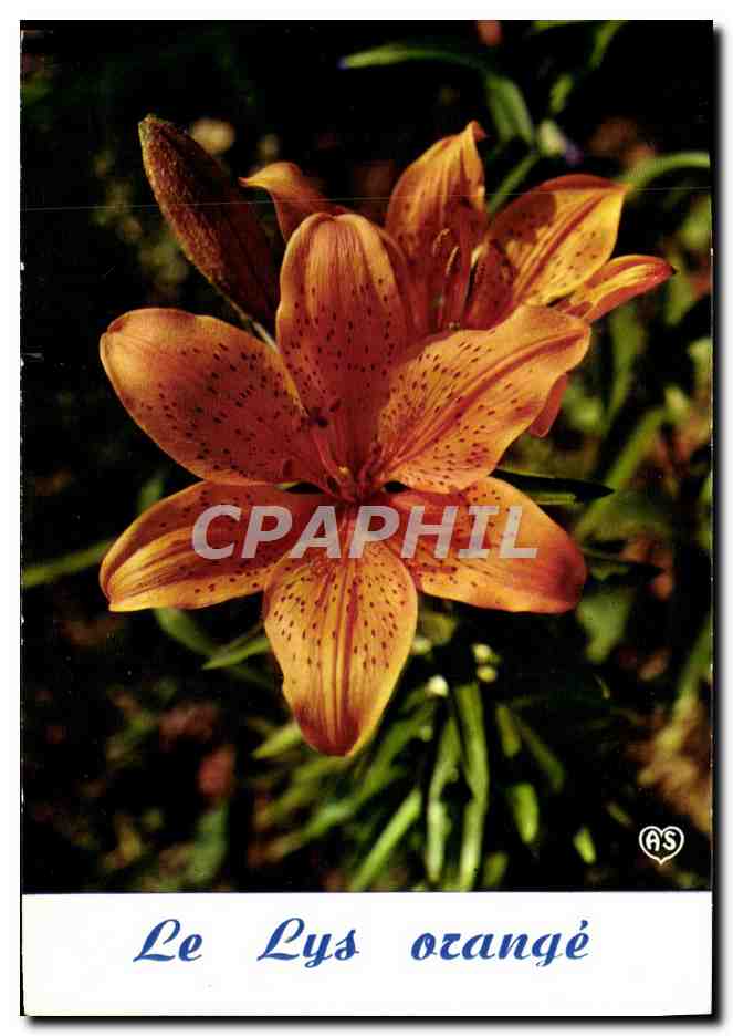 CPM Fantaisie Fleurs Le lys orange