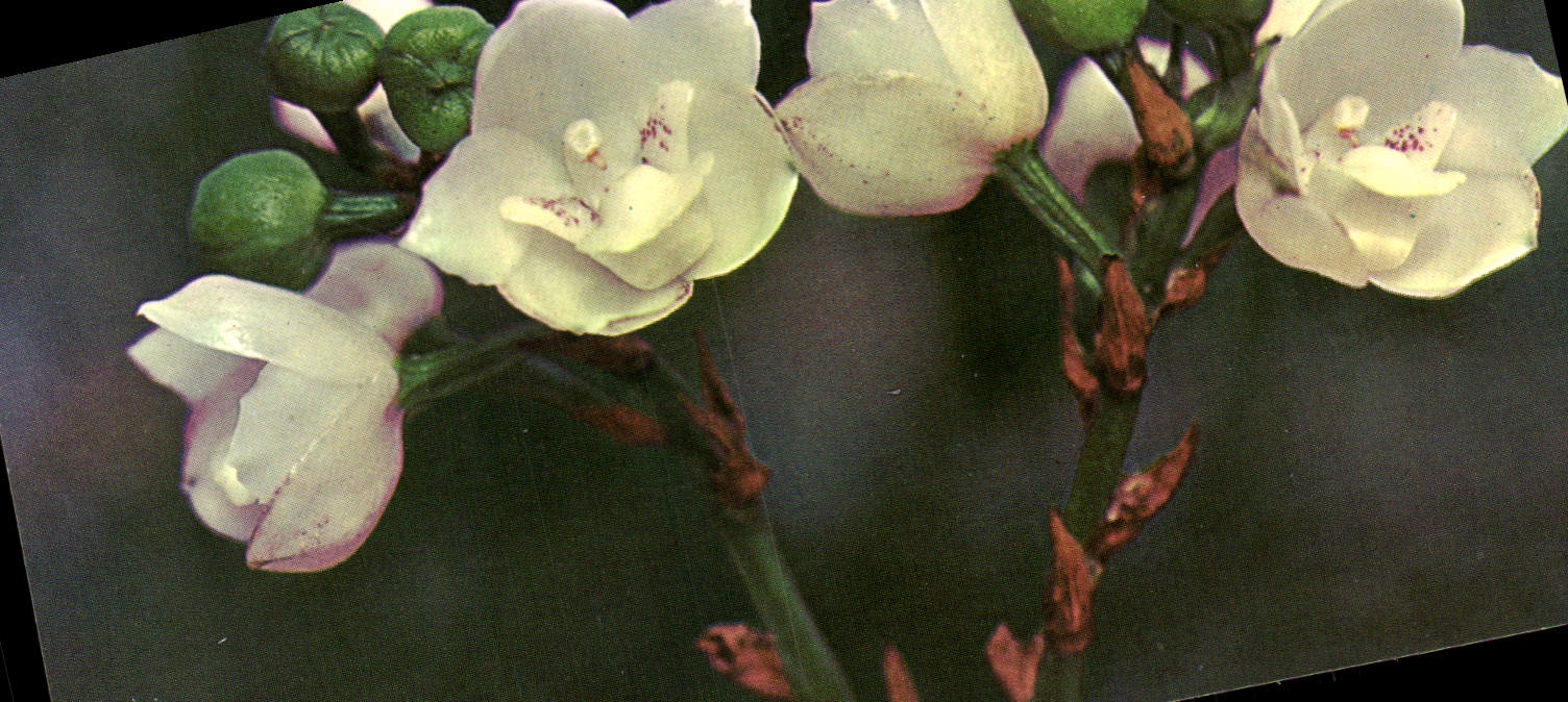 CPA Fantaisie Fleurs 