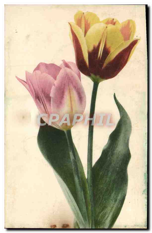 CPA Fantaisie Fleurs 
