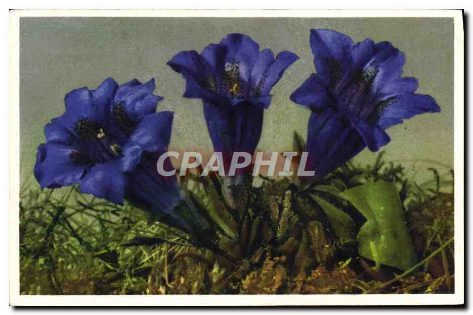 CPA Fantaisie Fleurs 
