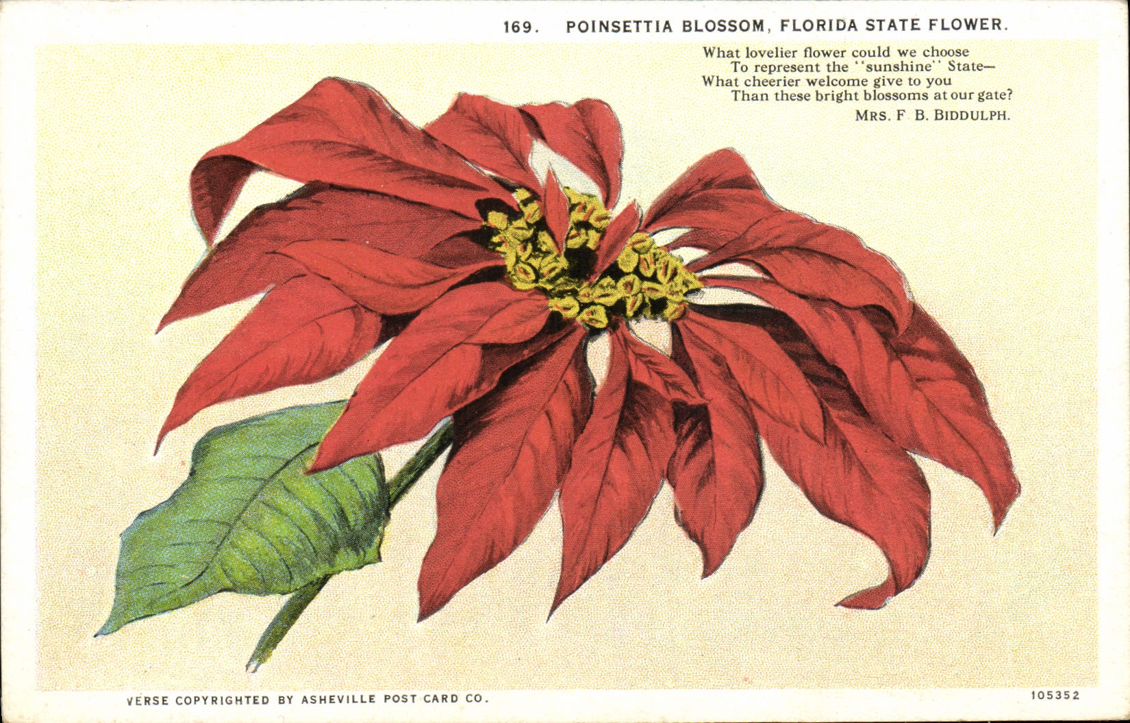 CPA Fantaisie Fleurs Poinsettia Blossom