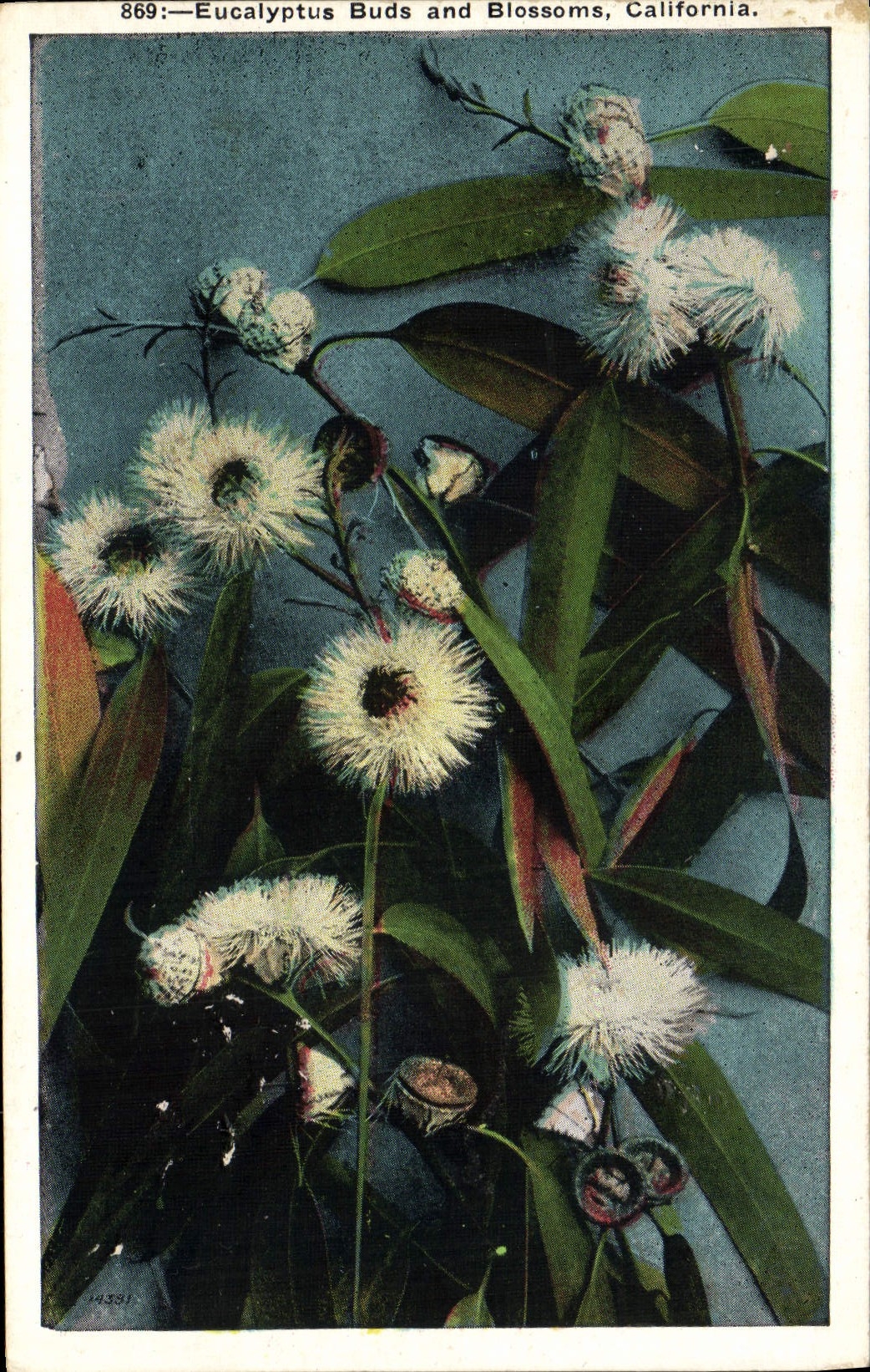 CPA Fantaisie Fleurs Eucalyptus Buds and blossoms California