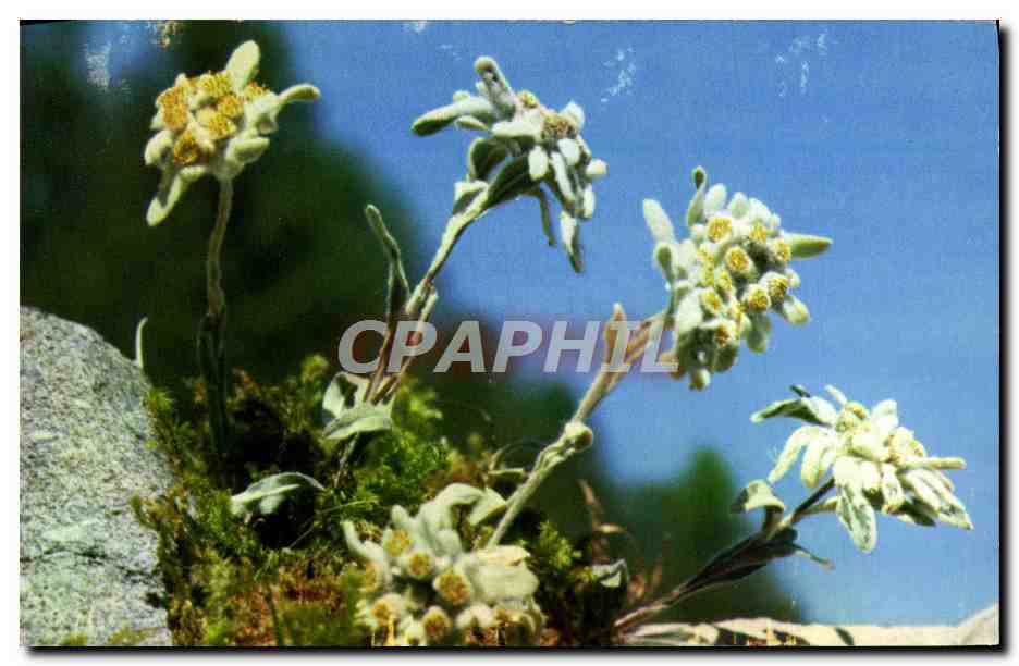 CPM Fantaisie Fleurs Edelweiss
