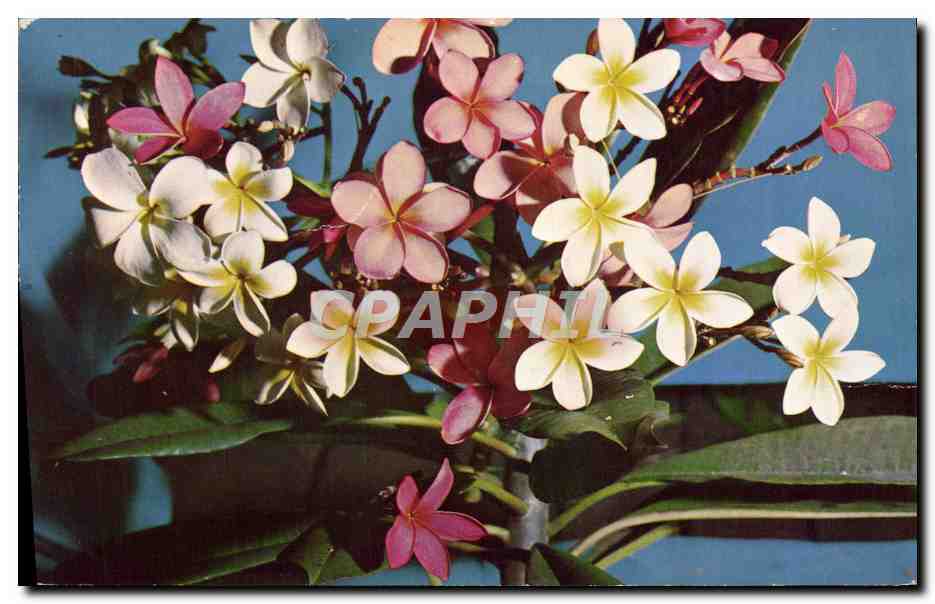 CPM Fantaisie Fleurs Principanier