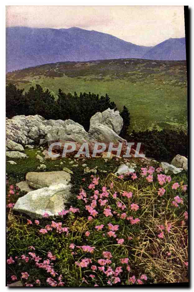CPM Fantaisie Fleurs Rhodothamnus Chamaecistus