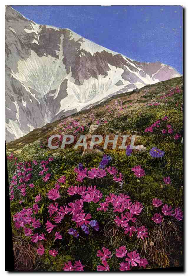 CPM Fantaisie Fleurs Primula minima Primula giutinosa